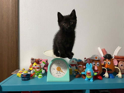 ちんまりクマ吉