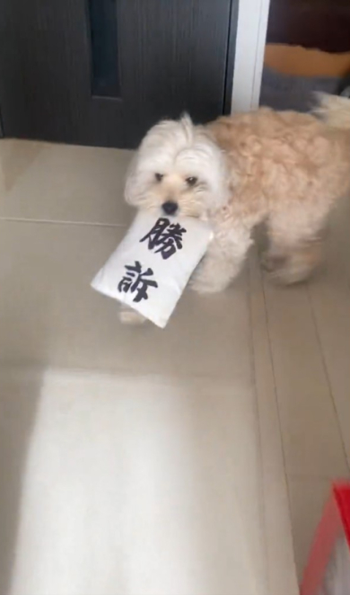 クッションくわえる犬