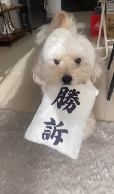 勝訴の犬