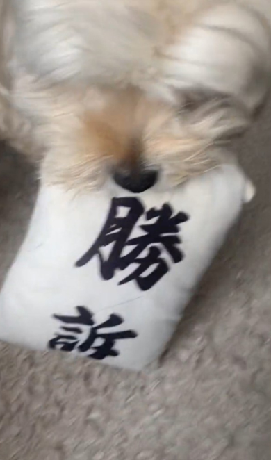 一周する犬