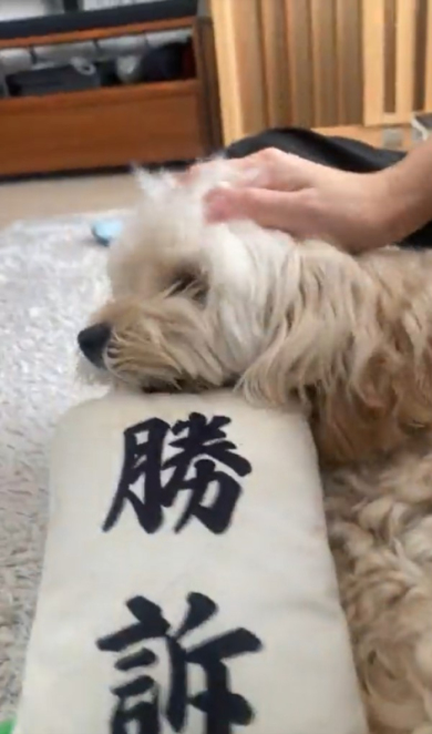 満足げな犬