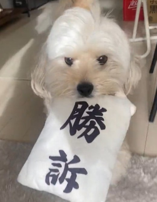 お出迎え犬
