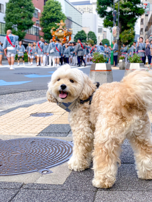 お祭りに犬