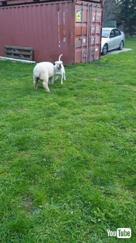 ブルドッグと子羊仲良し