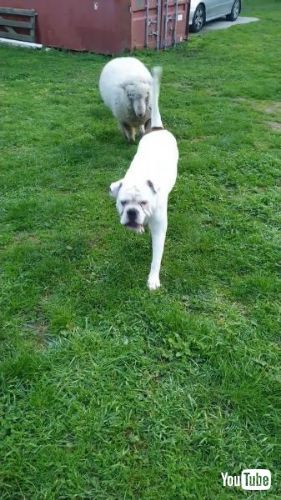 追いかけっこするブルドッグと子羊