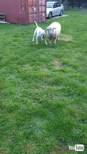 仲良く並ぶブルドッグと子羊