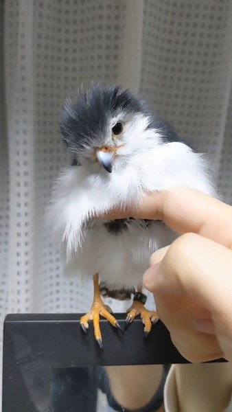 ※hisa　※世界最小猛禽　モモグロヒメハヤブサ hisa ※世界最小猛禽 モモグロヒメハヤブサ 最小の猛禽モモグロ