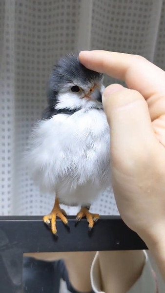 なでられる鳥