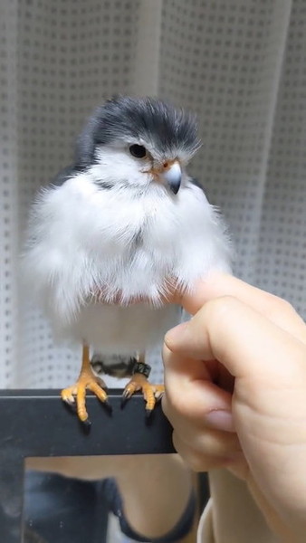 毛をめくられる鳥