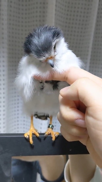 足が見えている鳥