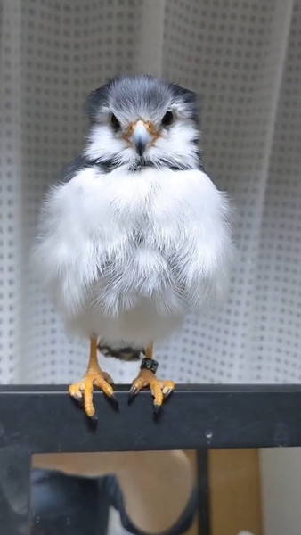 足を出している鳥