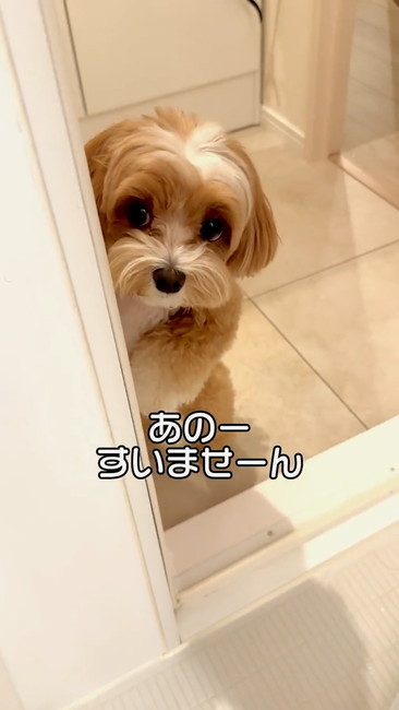 マルプー