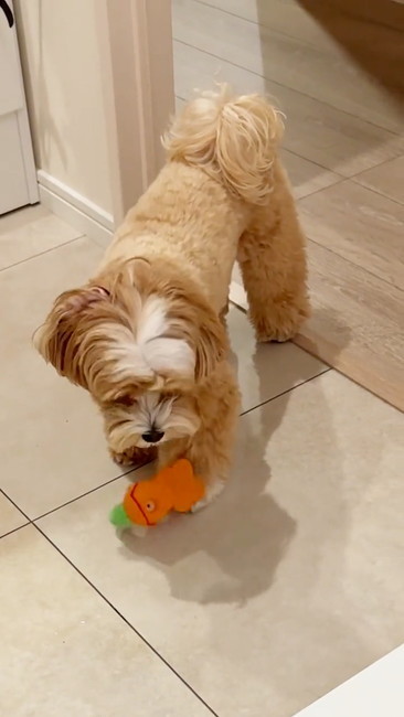 なおもちゃ下ろす