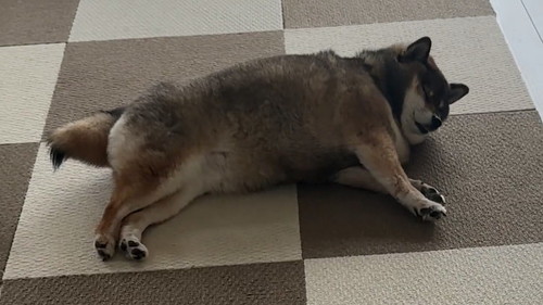 のびをする柴犬