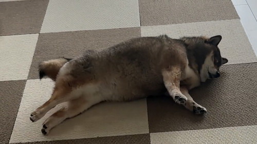 のびをする柴犬