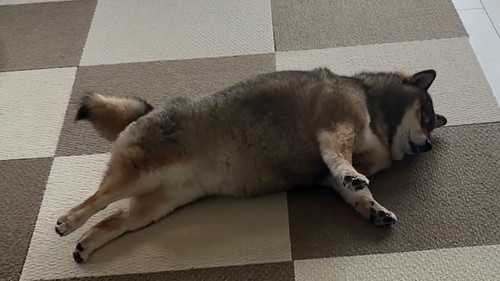 のびをする柴犬