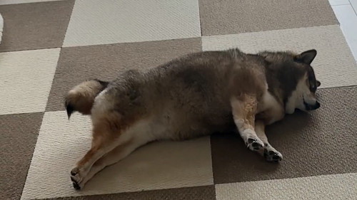 のびをする柴犬