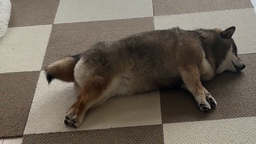 のびをする柴犬