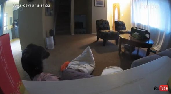 枕を積み上げる犬