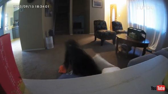 枕に飛び込む犬