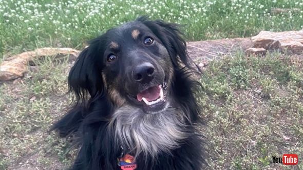 救助犬「シーナ」