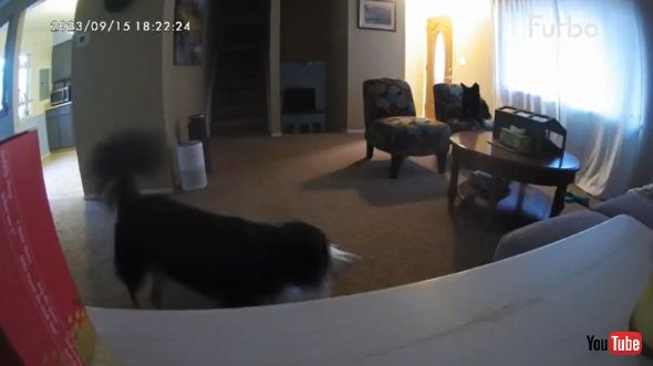 飛び込みための枕を集める犬