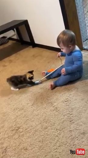 赤ちゃんからおもちゃを取ろうとする子猫