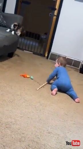 ソファからジャンプする子猫