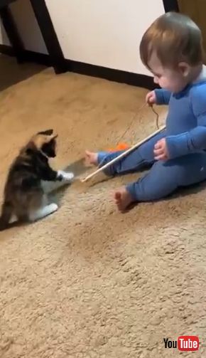 おもちゃを取りたい子猫