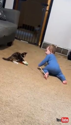 取られても諦めない子猫