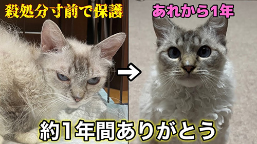 オススメ