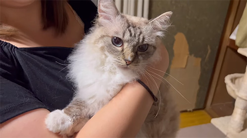 お姉さんに抱かれるしらすちゃん