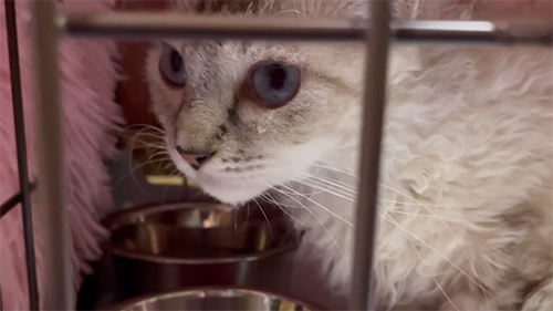 涙を流すしらすちゃん