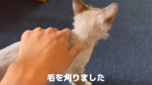 毛を刈りました