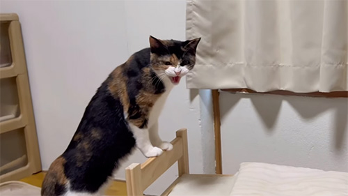 威嚇するおこげちゃん