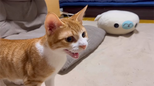 威嚇するはっさくくん