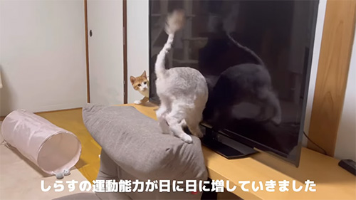 鍛えられていった