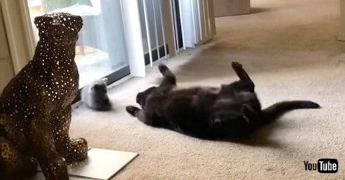 新入り猫に近づく先住猫