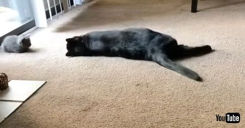 新入り猫に近づく先住猫