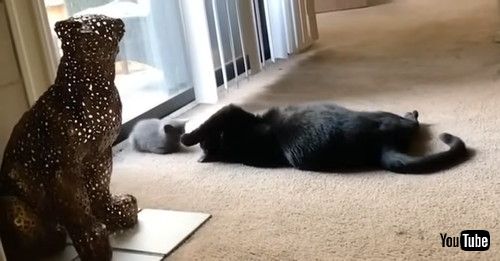 新入り猫に近づく先住猫