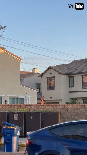 「Neighbor's Nosy Dog Jumps to See Over Wall || ViralHog」