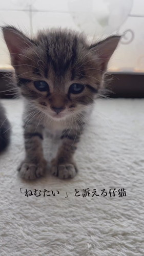 「ねむたい」と訴えるマルちゃん