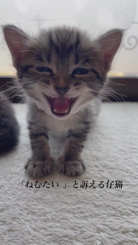 「ねむたい」と訴えるマルちゃん