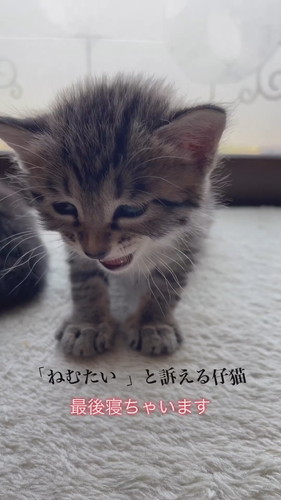 「ねむたい」と訴えるマルちゃん