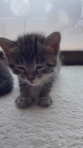 「ねむたい」と訴えるマルちゃん