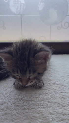 「ねむたい」と訴えるマルちゃん