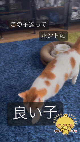 「この子達ってホントに良い子」