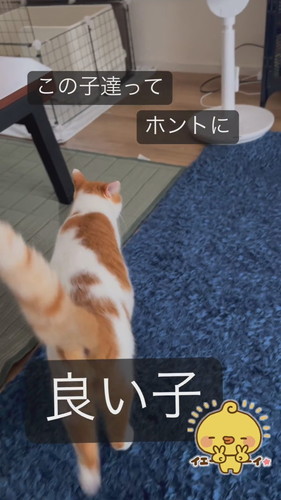ケージ行く猫