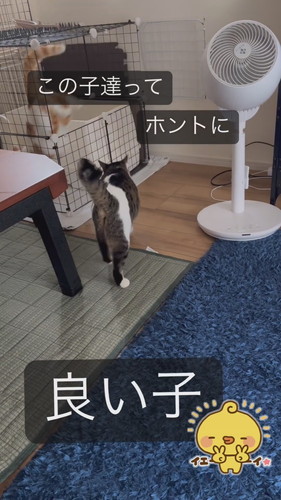 「この子達ってホントに良い子」