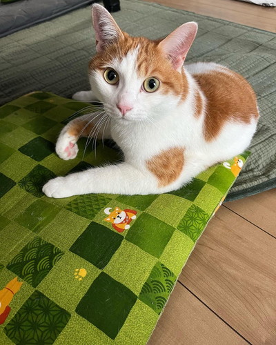 アポロくんとルナちゃん